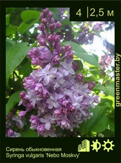 Изображение: сирень обыкновенная (syringa vulgaris) 'nebo moskvy'