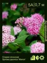 Изображение: спирея японская (spiraea japonica) 'manon'