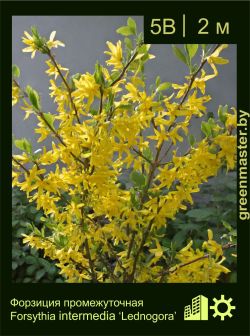 Изображение: форзиция средняя (forsythia × intermedia) 'lednogora'