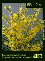 Изображение: форзиция средняя (forsythia intermedia) 'lednogora'