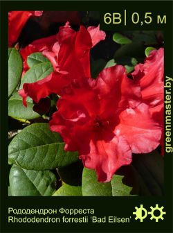 Изображение: рододендрон Форреста (rhododendron forrestii) 'bad eilsen'