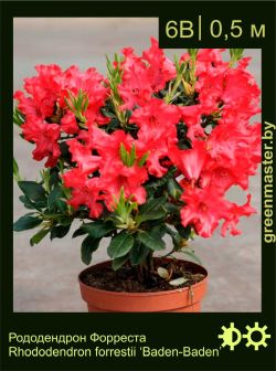 Изображение: рододендрон Форреста (rhododendron forrestii) 'baden-baden'