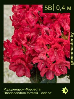 Изображение: рододендрон Форреста (rhododendron forrestii) 'corinna'