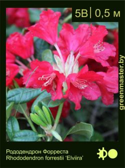 Изображение: рододендрон Форреста (rhododendron forrestii) 'elviira'