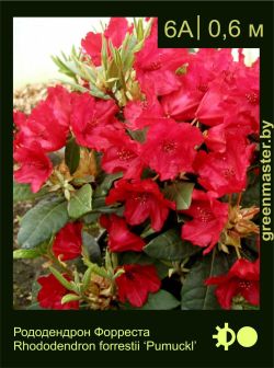 Изображение: рододендрон Форреста (rhododendron forrestii) 'pumuckl'