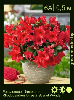 Изображение: рододендрон Форреста (rhododendron forrestii) 'scarlet wonder'