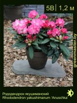 Изображение: рододендрон якушиманский (rhododendron yakushimanum) 'anuschka'