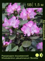 Изображение: рододендрон якушиманский (rhododendron yakushimanum) 'blurettia'