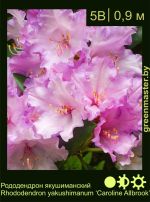 Изображение: рододендрон якушиманский (rhododendron yakushimanum) 'caroline allbrook'