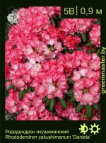 Изображение: рододендрон якушиманский (rhododendron yakushimanum) 'daniela'