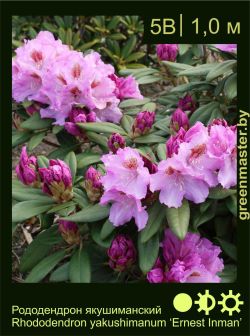 Изображение: рододендрон якушиманский (rhododendron yakushimanum) 'ernest Inman'