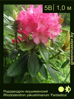 Изображение: рододендрон якушиманский (rhododendron yakushimanum) 'fantastica'