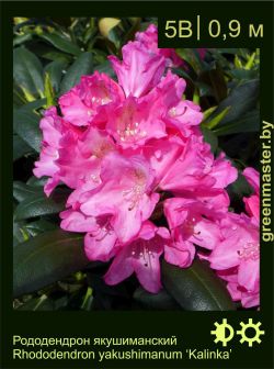 Изображение: рододендрон якушиманский (rhododendron yakushimanum) 'kalinka'