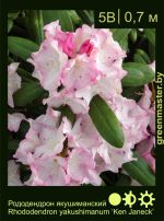 Изображение: рододендрон якушиманский (rhododendron yakushimanum) 'ken janeck'