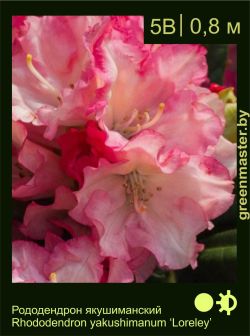 Изображение: рододендрон якушиманский (rhododendron yakushimanum) 'loreley'