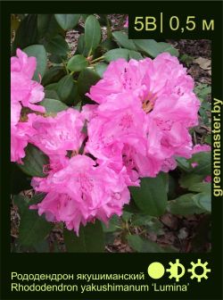 Изображение: рододендрон якушиманский (rhododendron yakushimanum) 'lumina'