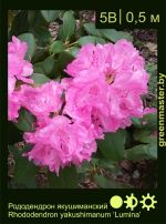 Изображение: рододендрон якушиманский (rhododendron yakushimanum) 'lumina'