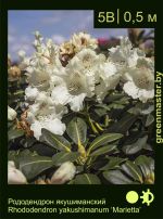 Изображение: рододендрон якушиманский (rhododendron yakushimanum) 'marietta'