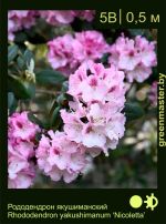 Изображение: рододендрон якушиманский (rhododendron yakushimanum) 'nicoletta'