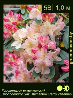 Изображение: рододендрон якушиманский (rhododendron yakushimanum) 'percy wiseman'