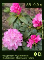 Изображение: рододендрон якушиманский (rhododendron yakushimanum) 'polaris'