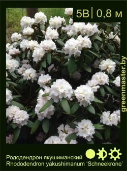 Изображение: рододендрон якушиманский (rhododendron yakushimanum) 'schneekrone'