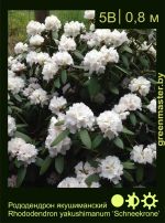 Изображение: рододендрон якушиманский (rhododendron yakushimanum) 'schneekrone'