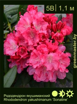 Изображение: рододендрон якушиманский (rhododendron yakushimanum) 'sonatine'