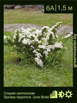 Изображение: спирея ниппонская (spiraea nipponica) 'june bride'