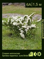 Изображение: спирея ниппонская (spiraea nipponica) 'june bride'