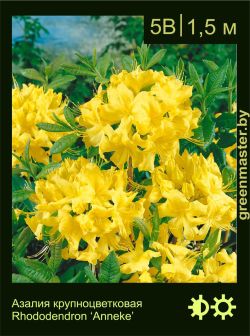 Изображение: азалия гибридная (rhododendron azalea) 'anneke'