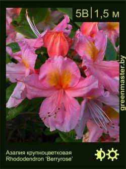 Изображение: азалия гибридная (rhododendron azalea) 'berryrose'