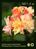 Изображение: азалия гибридная (rhododendron azalea) 'cannon’s double'