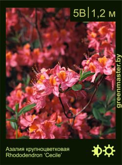 Изображение: азалия гибридная (rhododendron azalea) 'cecile'