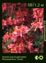 Изображение: азалия гибридная (rhododendron azalea) 'cecile'