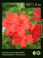 Изображение: азалия гибридная (rhododendron azalea) 'feuerwerk'