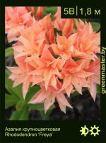 Изображение: азалия гибридная (rhododendron azalea) 'freya'