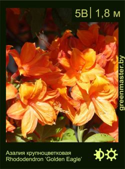 Изображение: азалия гибридная (rhododendron azalea) 'golden eagle'