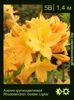 Изображение: азалия гибридная (rhododendron azalea) 'golden lights'