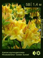 Изображение: азалия гибридная (rhododendron azalea) 'golden sunset'