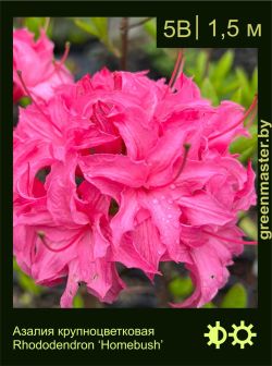 Изображение: азалия гибридная (rhododendron azalea) 'homebush'