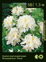 Изображение: азалия гибридная (rhododendron azalea) 'persil'