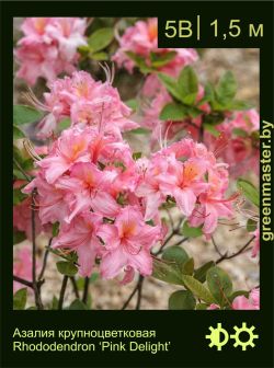 Изображение: азалия гибридная (rhododendron azalea) 'pink delight'