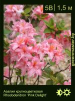 Изображение: азалия гибридная (rhododendron azalea) 'pink delight'