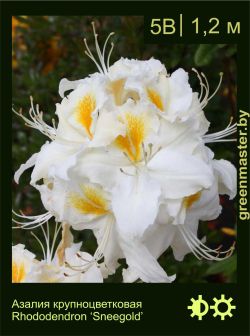 Изображение: азалия гибридная (rhododendron azalea) 'sneegold'