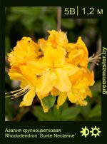 Изображение: азалия гибридная (rhododendron azalea) 'sunte nectarine'