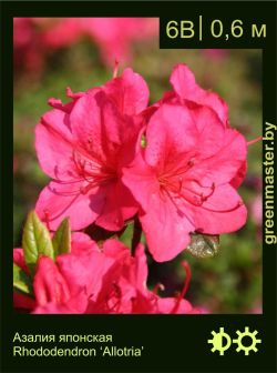 Изображение: азалия гибридная (rhododendron azalea) 'allotria'