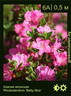 Изображение: азалия гибридная (rhododendron azalea) 'betty muir'