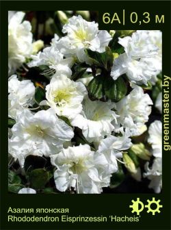 Изображение: азалия гибридная (rhododendron azalea) 'hacheis'