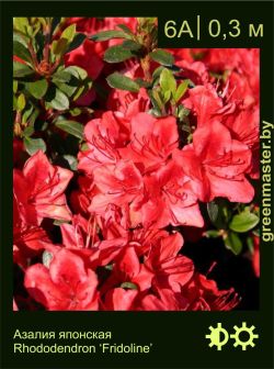 Изображение: азалия гибридная (rhododendron azalea) 'fridoline'